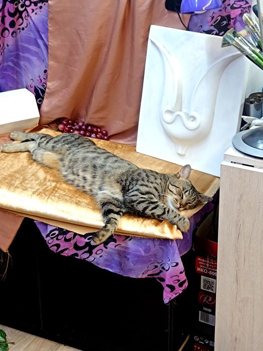 Кот - компаньён ищет дом!