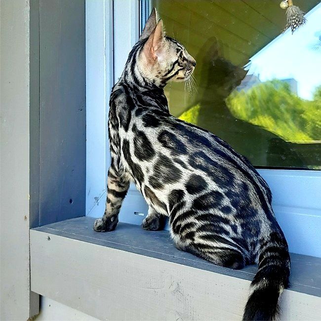 SILVER Bengal- котята !