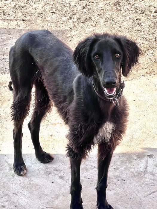 Тазы порода гончая