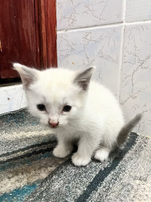 СРОЧНО отдам котят даром