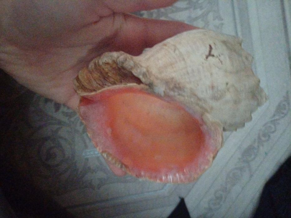 Продам ракушку не обычную