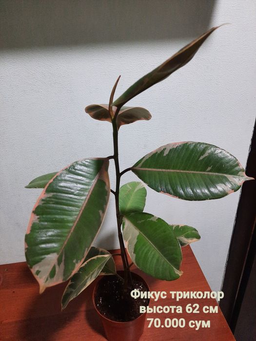 Антуриум, Филодендрон крокодил и др расте