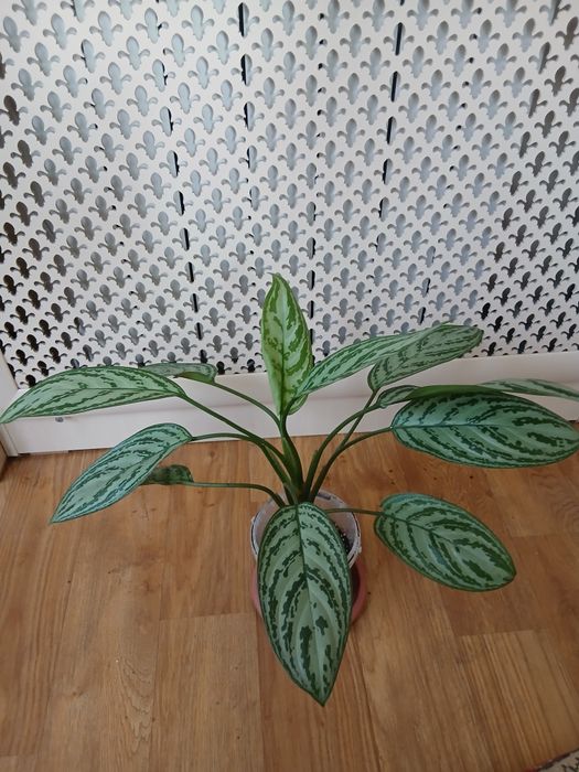 Аглаонема (Сильвер  квин)