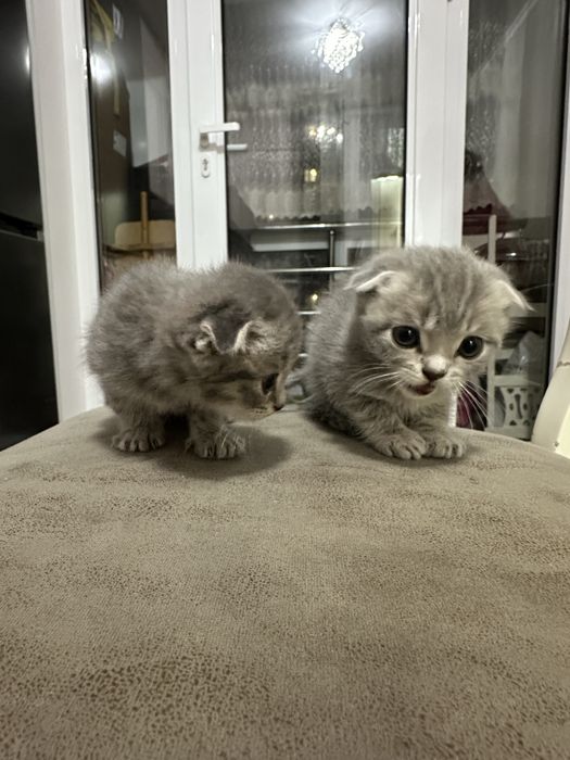 Кошка шатландские вислоухие