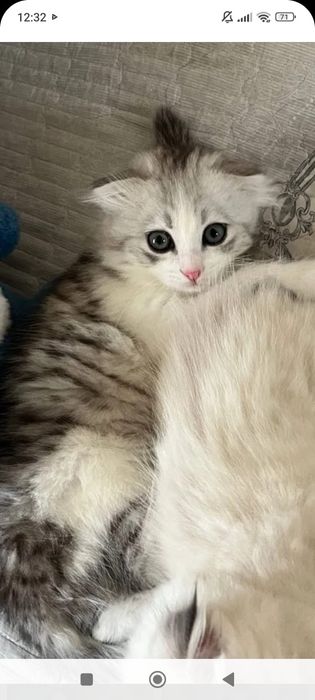 Бриташка 1,5  месяцев..