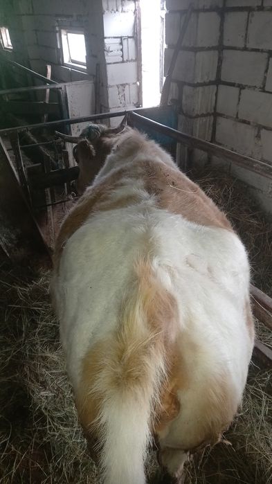 Продам Крс на мясо