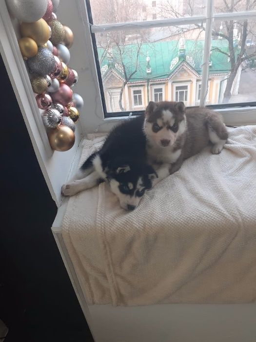 Хасята с фотоссесиии