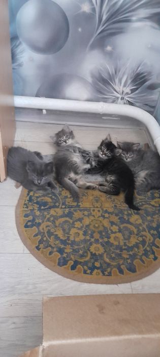Отдам котят в добрые руки