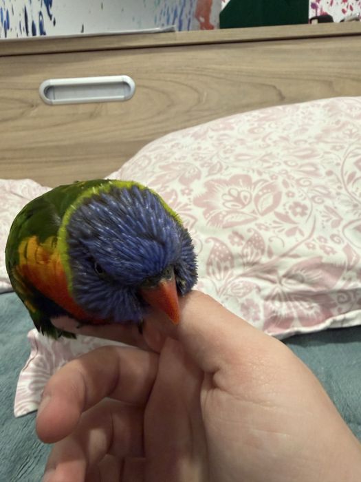 Папагал Лори + клетка + храна