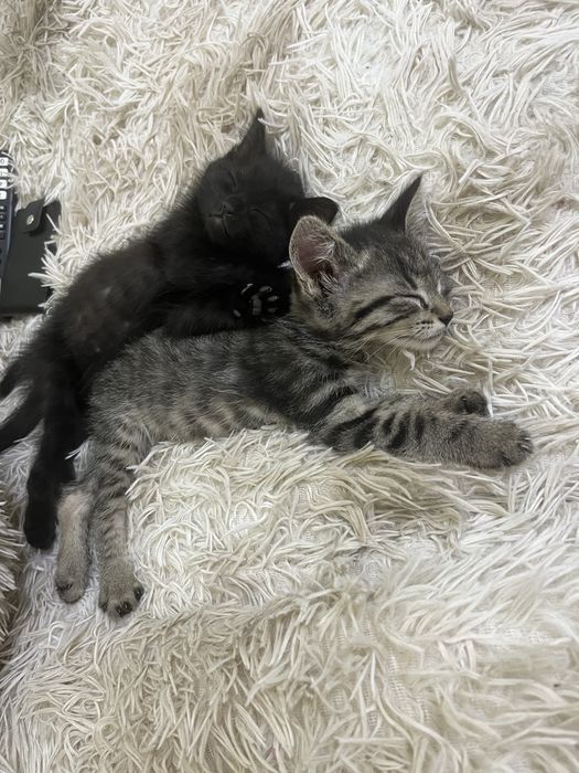 Котята отдам в добрые руки