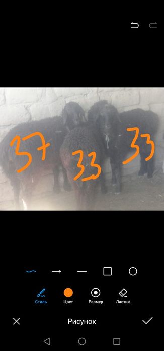 Кошкар мен токты жане теке сатамын