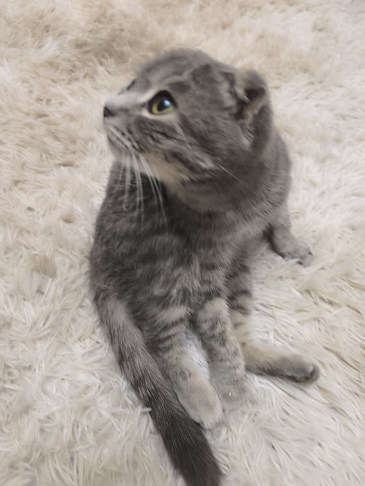 Отдам кошку, вислоухая