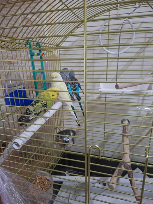 Perusi cu tot cu colivie