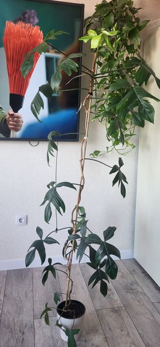 Продам филодендрон гитаровидный