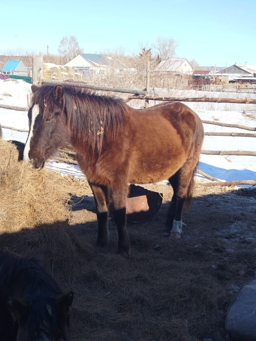 Продам кобылу молодая жребая, и тая девочка ,
