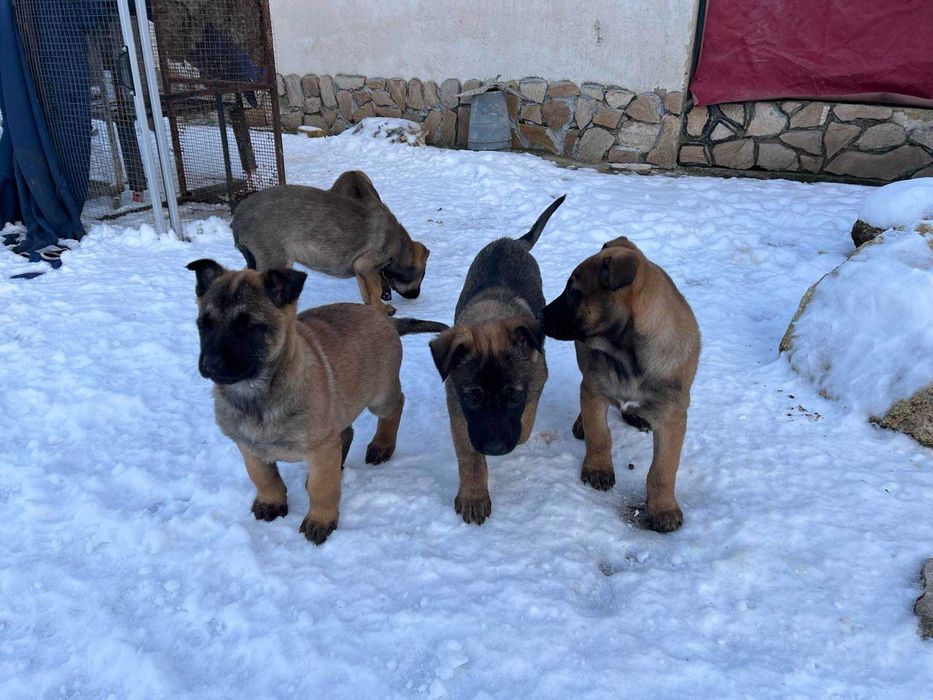 Кученца белгийска овчарка малиноа