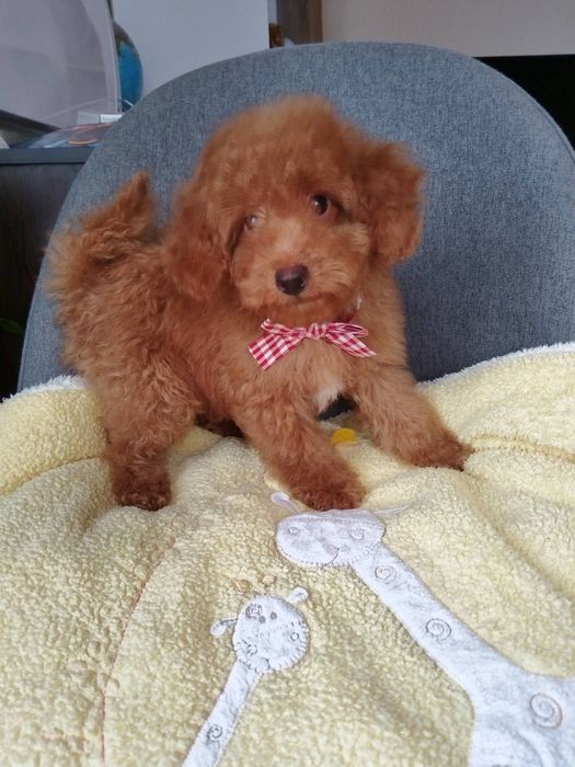 Мини пудел/Mini poodle момченце