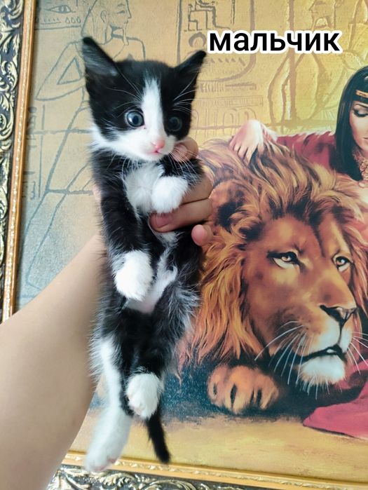 Отдам очень красивых котят в добрые руки