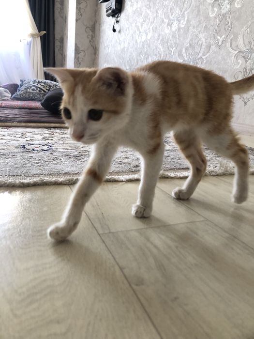 кошка бесплатно мальчик