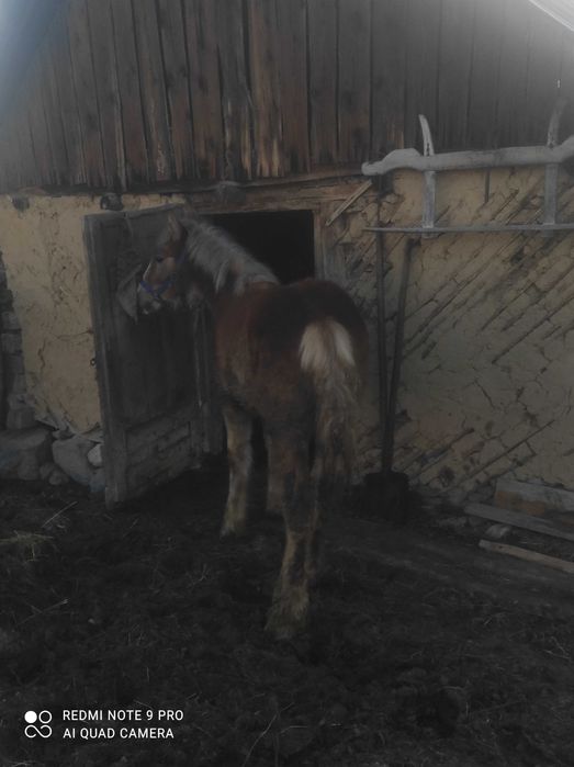 Se vinde armăsar mânz 3500 de lei