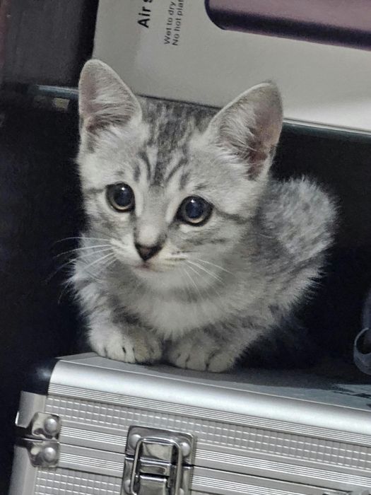 Продам котёнка породистый