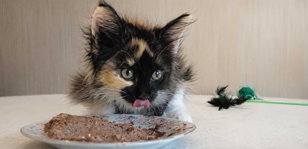Maine Coon Felisa Lynx Rune Code Pui Maine Coon femelă – Capodoperă Genetică, pedigree(Desen Caramel Rarist) |