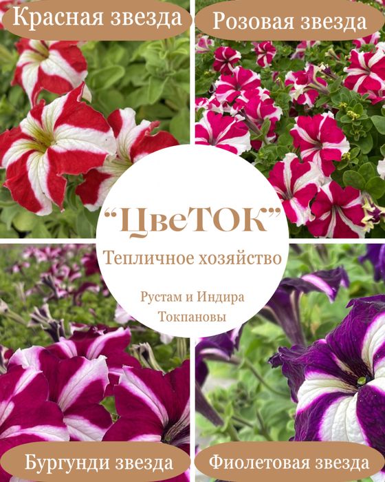 Петуния рассада цветы