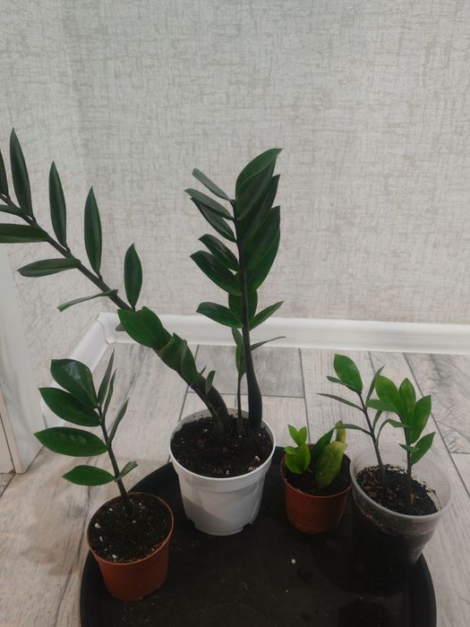 Фикус бенджамина