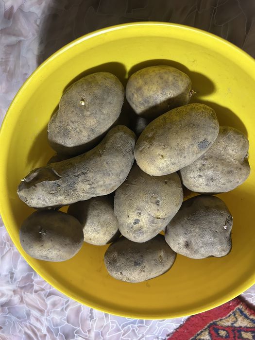 Продаеться дачный картофель