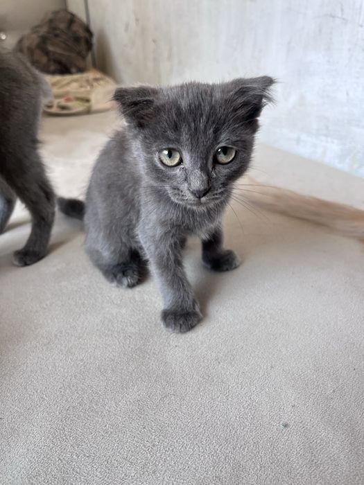 Отдам красивых котят