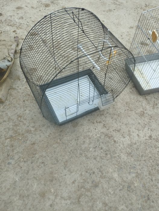 Клетка сотилади.