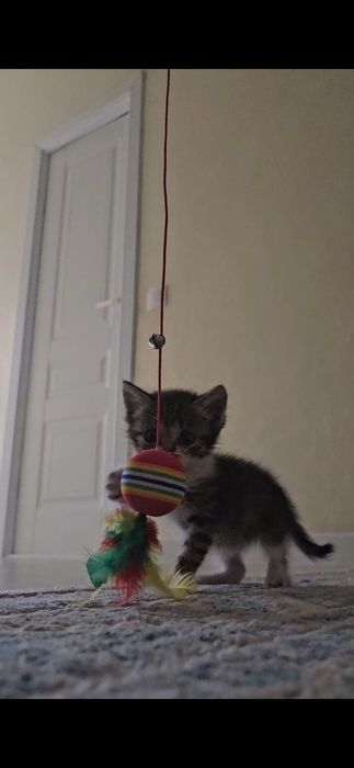 Котенок бесплатно