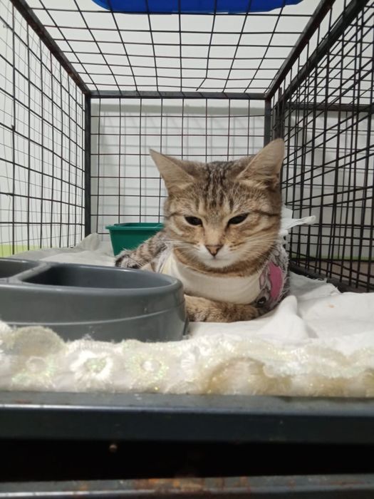 Кошечка около года ,простерелизована, котят рожать не будет ищет дом