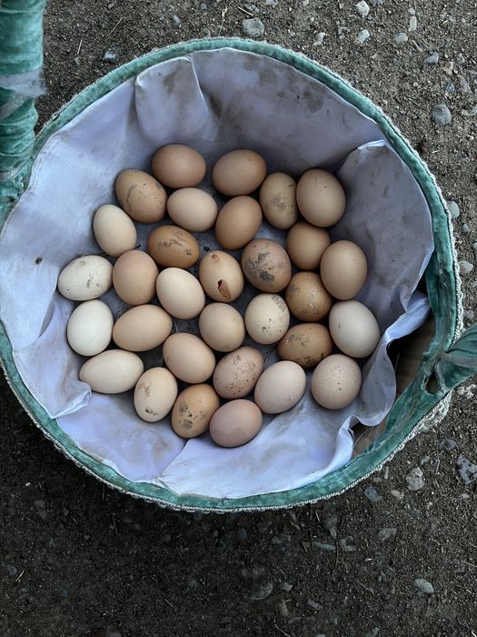 Продам домашные куриные яйца