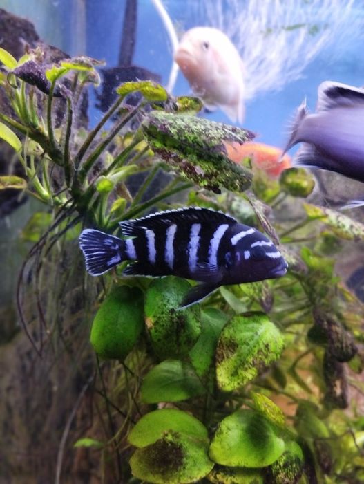 Малавийские цихлиды, самцы