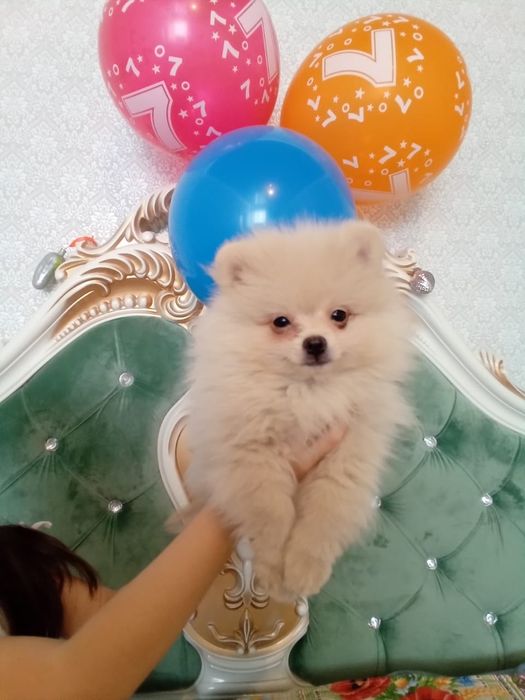 Померанский шпиц