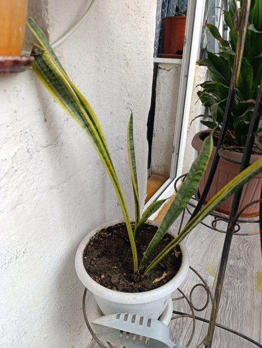 Комнатные цветы        .