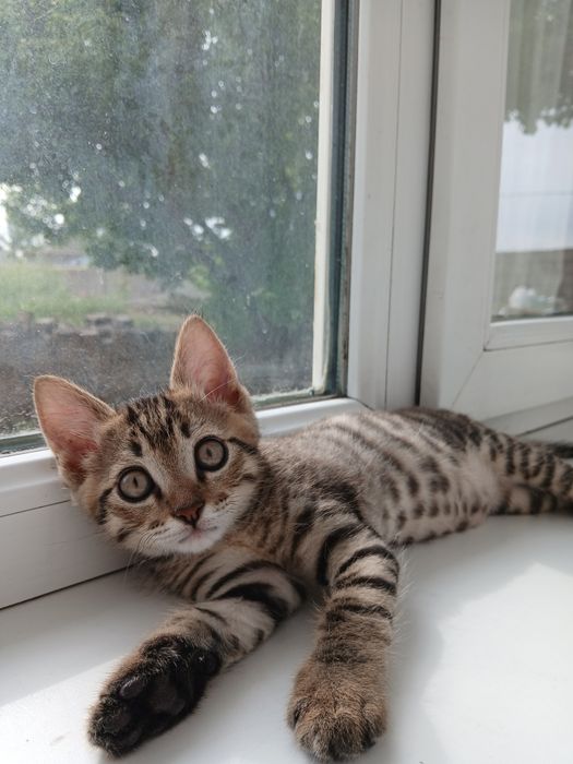 Кошка кошка кошка