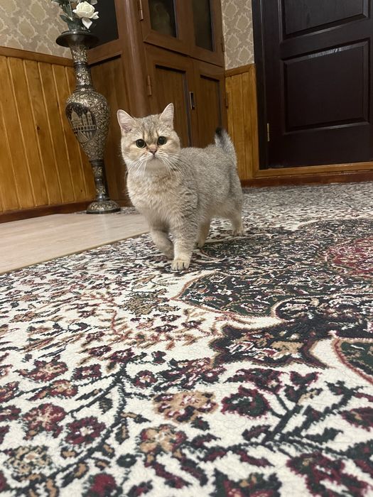 Кошка золотая шиншила