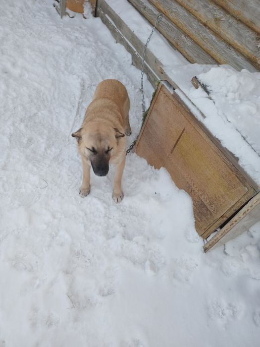 Отдам собаку в добрые руки