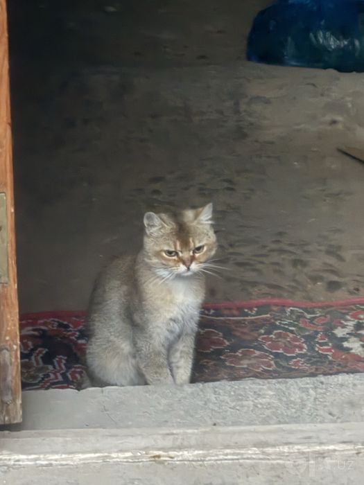 Zotli mushuk sotiladi