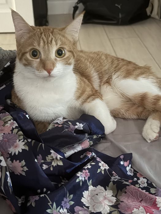 Кошка