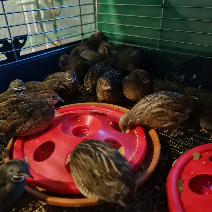 Prepelite chinezesti.