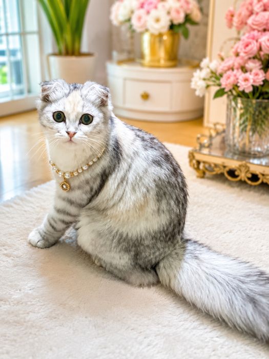 Продаю кошку пароды Скоттиш Фолд