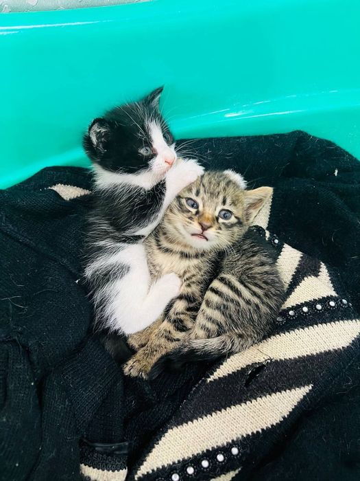 Отдам котят в хорошие руки.