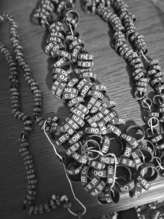 Inele 2026 pt porumbei de ornament si pasari de curte