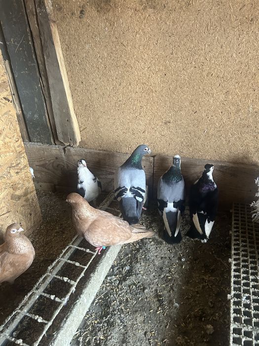 Jucatori de amara si pana simpla