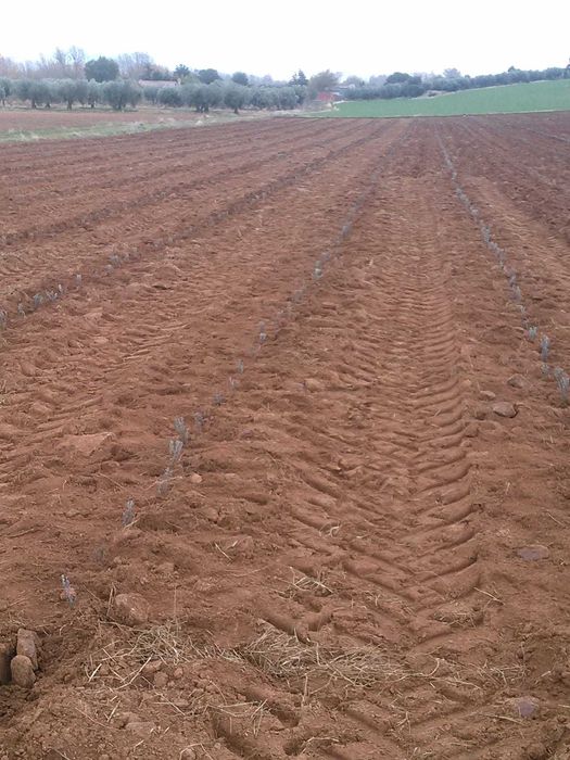 Butasi de Lavanda sevastopolis,campania 2025-2026