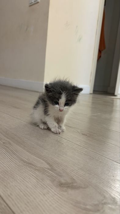Котенок мальчик даром
