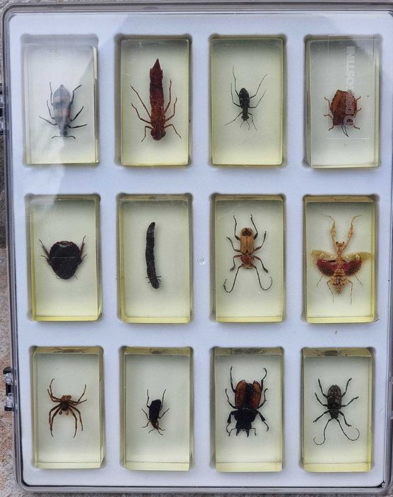 INSECTE REALE - Intreaga colectie de la Deagostini, 56 piese + albume!